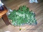 DSCF0271.JPG