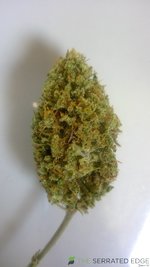 ggfast_bud1.jpg