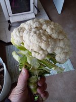 20200707_144247.jpg