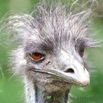 unimpressed_emu.jpg