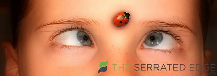 7-Common-Misconceptions-About-Ladybugs-and-Love-1-.jpg