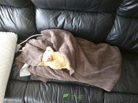 [8 months] Peanut-electric-blanket.jpg