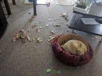 [9 months] Peanut-ripped-paper-bag.jpg