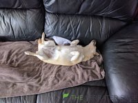 [13 months] Peanut-sleeping-on-back.jpg