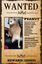 Copy of Wanted Poster Template - Made with PosterMyWall.jpg
