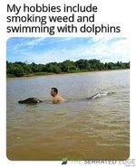 dophins lol.jpg