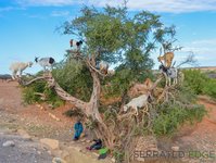 Goats-in-trees-Essaouira-Morocco.jpg