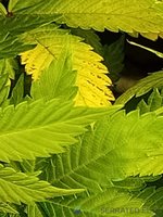 leaf one.jpg