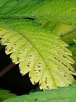leaf two.jpg