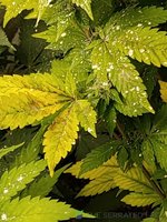 brown leaf.jpg