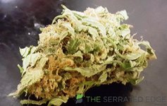 sshbud.jpg