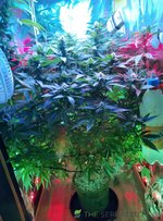IMG_20210522_163047.jpg