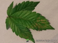 leaf.jpg