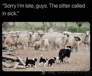 sheep.jpg