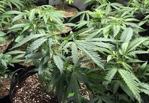 plant.jpg