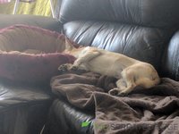 [11 months] Peanut-couch-sleep(1).jpg