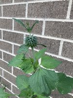 7AEAB735-E074-4AD8-9C8A-F22617FA60F8.jpeg