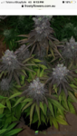 8DC0BDA5-3D1D-4E33-8883-E2113442E90B.png