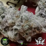 Attitude_In-House-Genetics_Slurricane-7-S1.jpg
