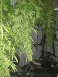IMG_20200419_095127628.jpg