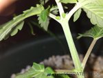 IMG_20200721_181247.jpg
