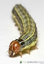 fall-armyworm.jpg