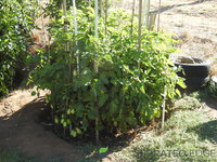 DSCN5648.JPG