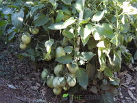 DSCN5652.JPG