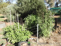 DSCN5660.JPG