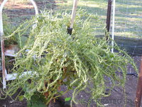 DSCN5701.JPG