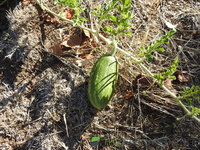 DSCN5735.JPG