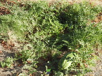 DSCN5720.JPG