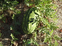 DSCN5721.JPG