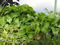 DSCN5688.JPG