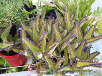 DSCN5693.JPG
