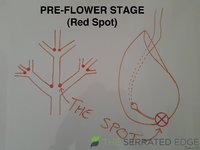 Preflower.jpg