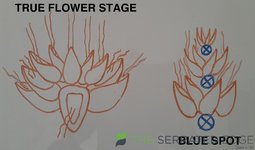 True Flower2.jpg