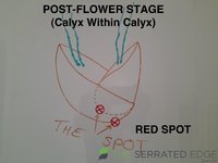Postflower.jpg