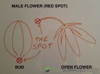 MALE.jpg