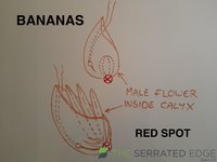 NANAS.jpg