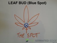 Leaf Bud.jpg