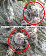 Trueflowers.jpg