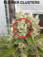 TrueFlower.jpg