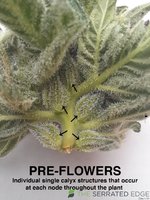 Preflowers.jpg