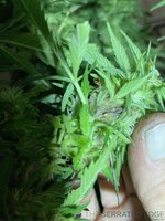 IMG_3259.JPG