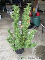IMG_3263.JPG