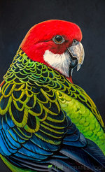 Ross_-_Eastern_Rosella_si74w0.jpg