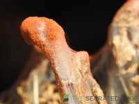 DSCN5946.JPG