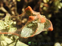 DSCN5952.JPG