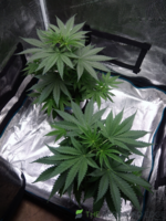 VB1500-VEG[SML].png
